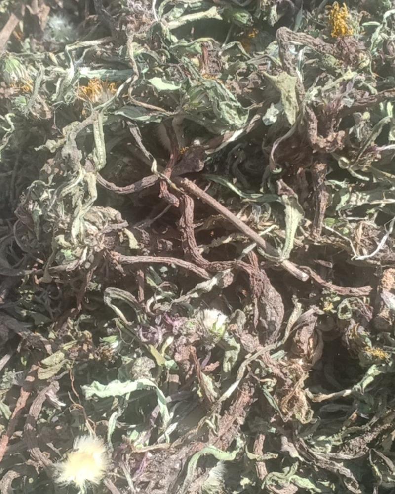 自然蒲公英，沂蒙山区里的特产手捡自然蒲公英，产地直发