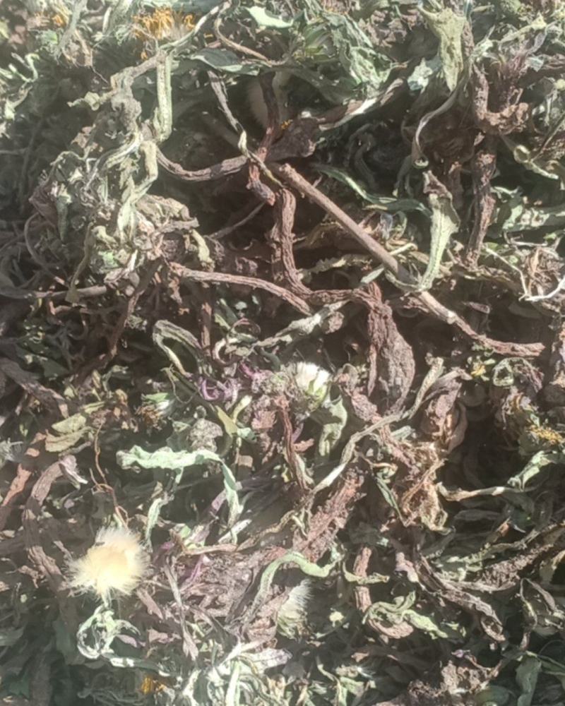 自然蒲公英，沂蒙山区里的特产手捡自然蒲公英，产地直发