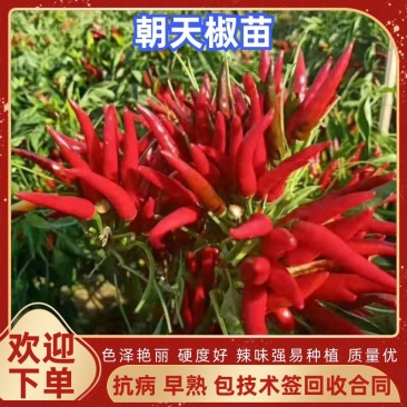 【辣椒苗】朝天椒苗816线椒苗薄皮椒苗签合同包回收