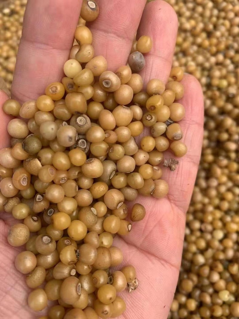 多花姜形黄精新籽，可以代催芽免费提供技术