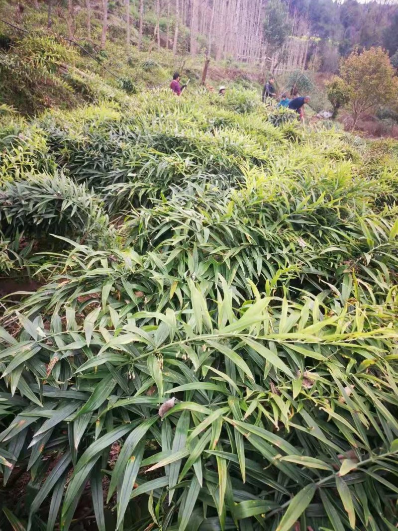 多花姜形黄精新籽，可以代催芽免费提供技术