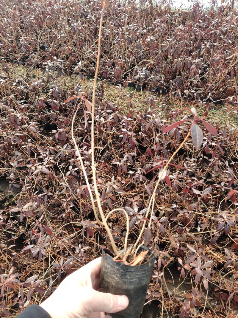 兴安杜鹃达子香抗寒北杜鹃花期长气温芬芳爱成活