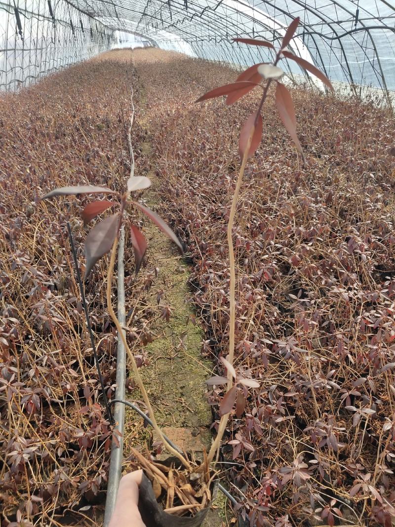 兴安杜鹃达子香抗寒北杜鹃花期长气温芬芳爱成活