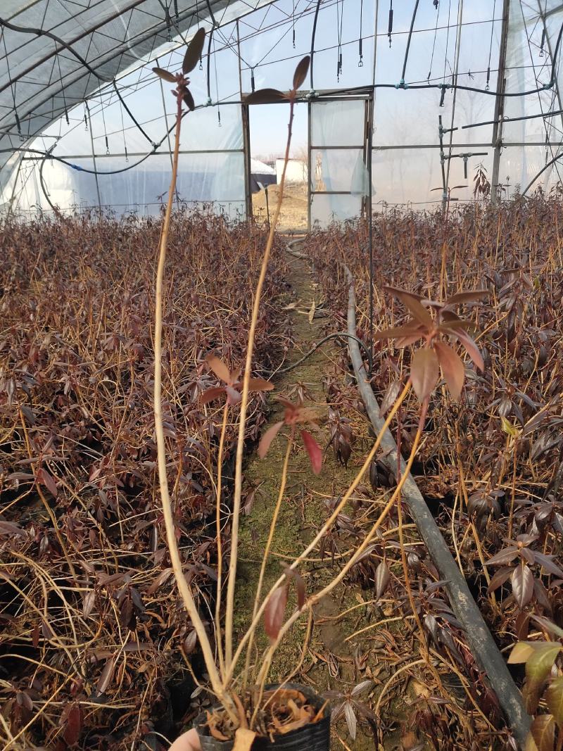 兴安杜鹃达子香抗寒北杜鹃花期长气温芬芳爱成活