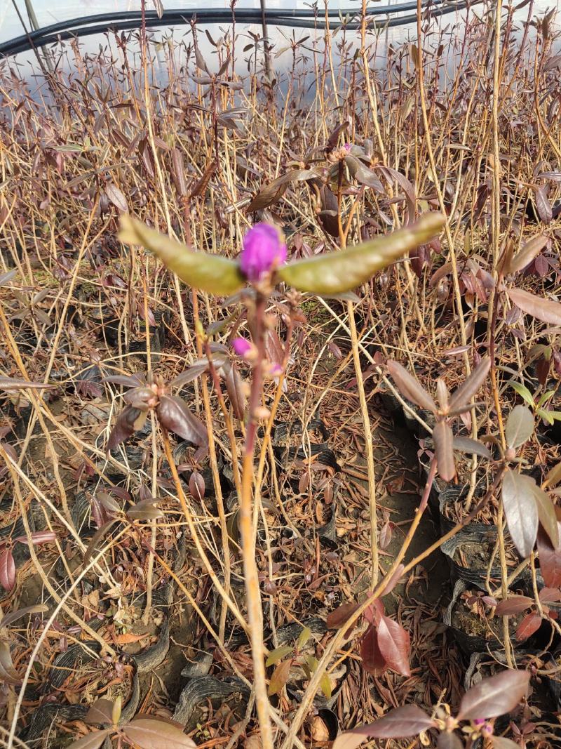 兴安杜鹃达子香抗寒北杜鹃花期长气温芬芳爱成活