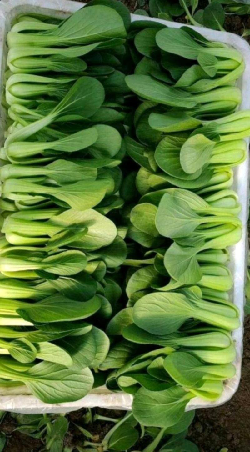 优质小油菜上海青菜油菜大量上市～山东蔬菜批发绿叶菜价格低