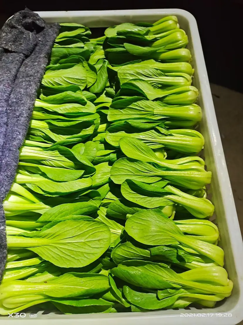 优质小油菜上海青菜油菜大量上市～山东蔬菜批发绿叶菜价格低