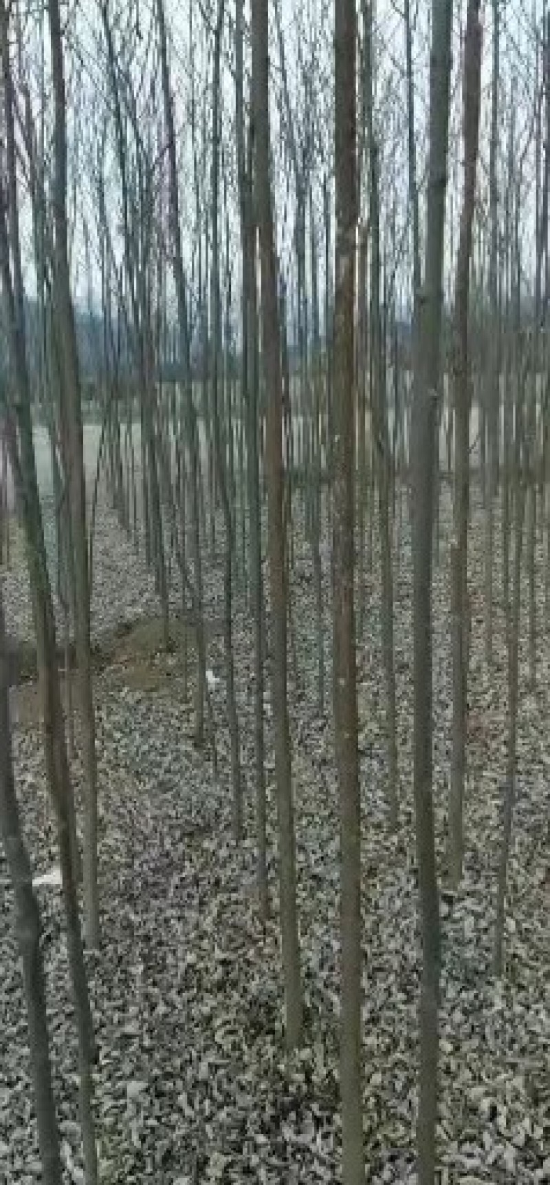 刺槐3/8公分，大量有货，有需要的老板欢迎来电咨询，能强