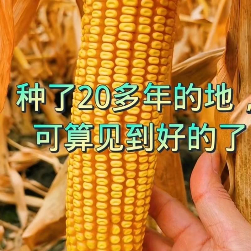 国审东单913，大马牙粒高产玉米种，高抗高产玉米种子