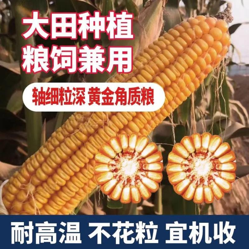 国审东单913，大马牙粒高产玉米种，高抗高产玉米种子