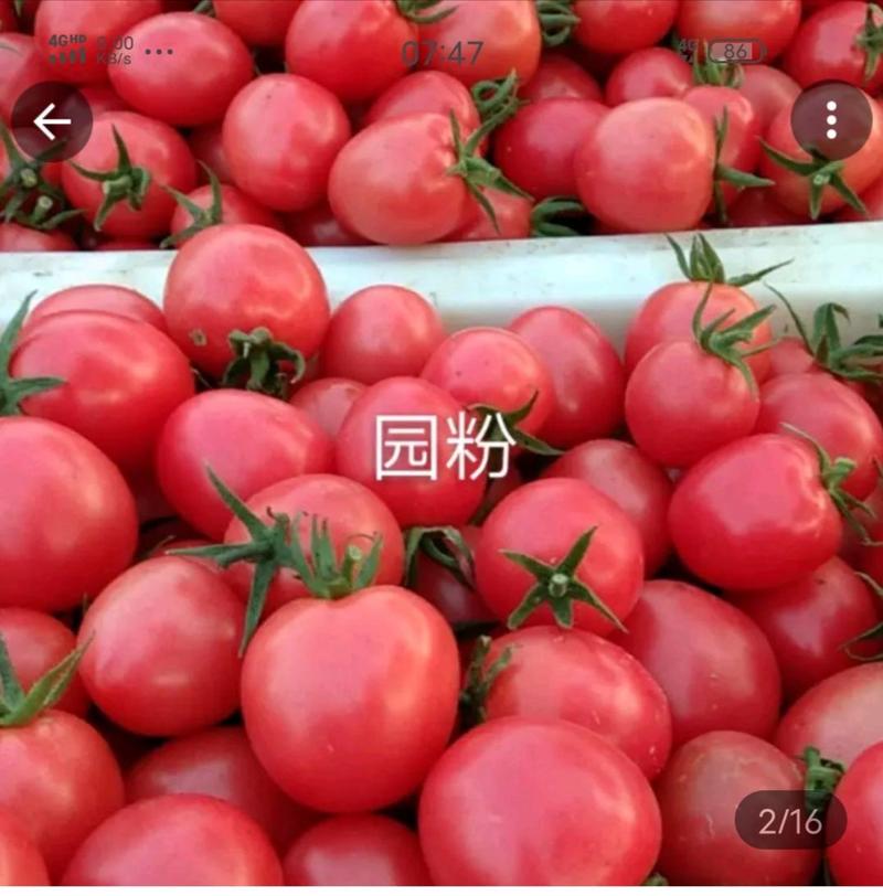 千禧小番茄苗，圣女果苗，水果小番茄苗，高产抗病，免费技术