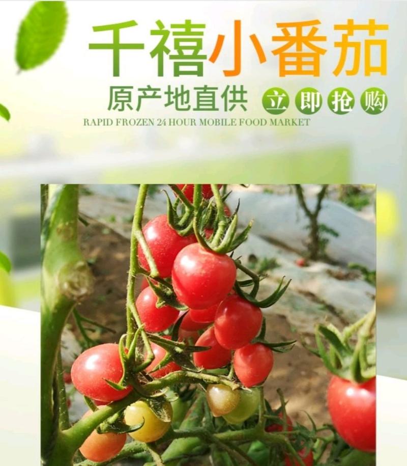 千禧小番茄苗，圣女果苗，水果小番茄苗，高产抗病，免费技术