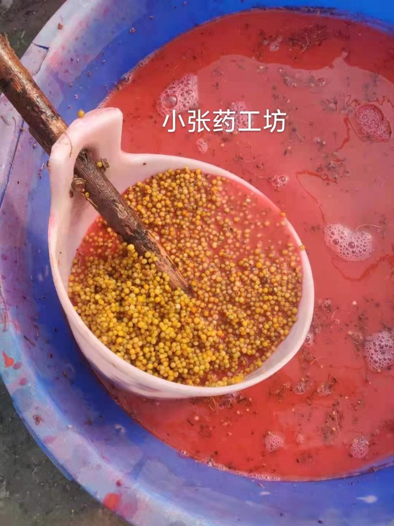 多花姜形黄精新籽，可以代催芽免费提供技术