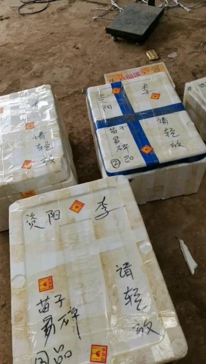 千禧小番茄苗，圣女果苗，水果小番茄苗，抗病，免费技术