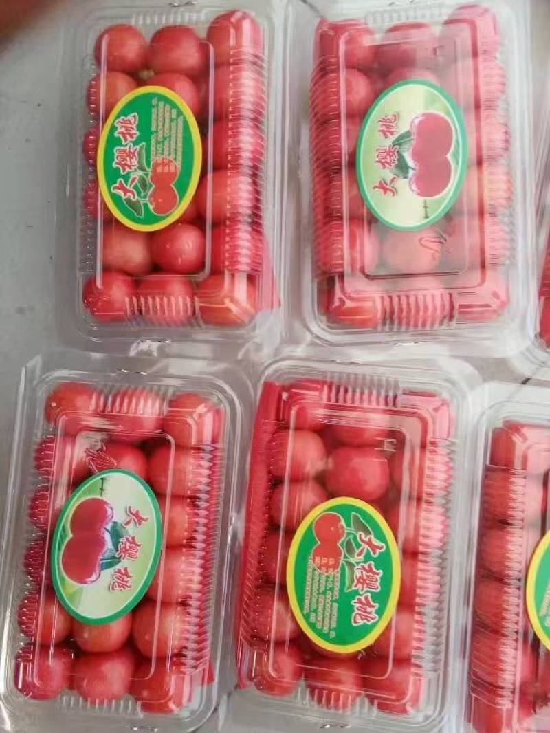 大棚樱桃。产地直销。质量上乘。