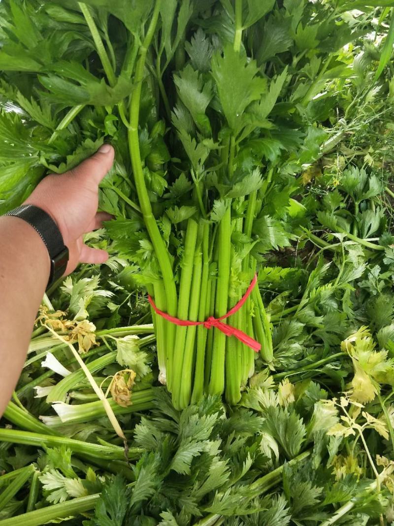 芹菜，电商美团直供一件代发，，，，，，