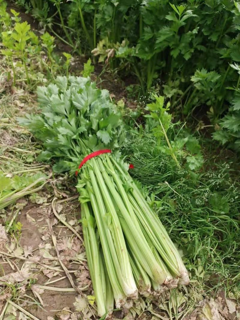 芹菜，电商美团直供一件代发，，，，，，