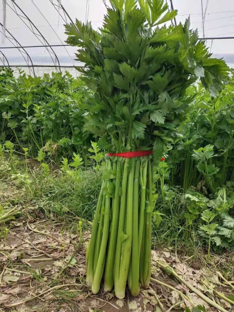 芹菜，电商美团直供一件代发，，，，，，