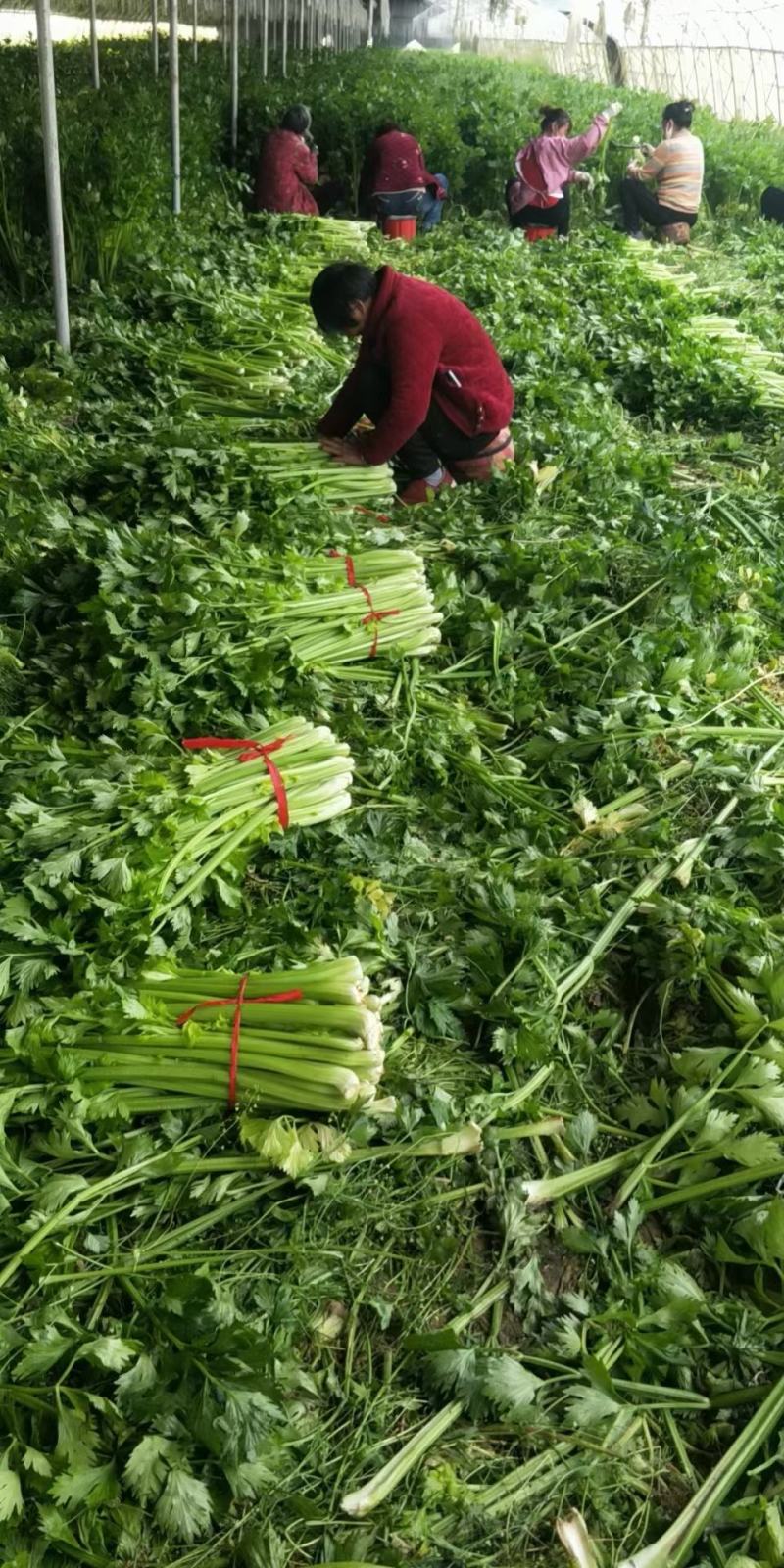 芹菜，电商美团直供一件代发，，，，，，