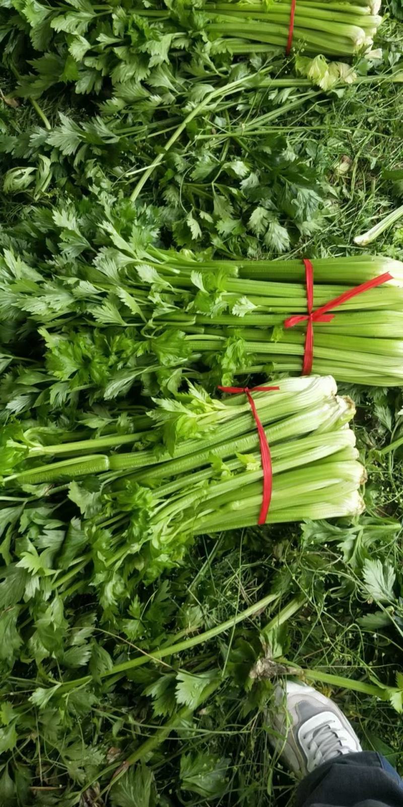 芹菜，电商美团直供一件代发，，，，，，