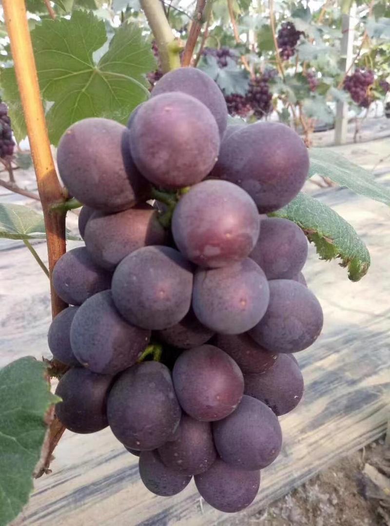 大量供应红无核葡萄，早熟葡萄，物美价廉，