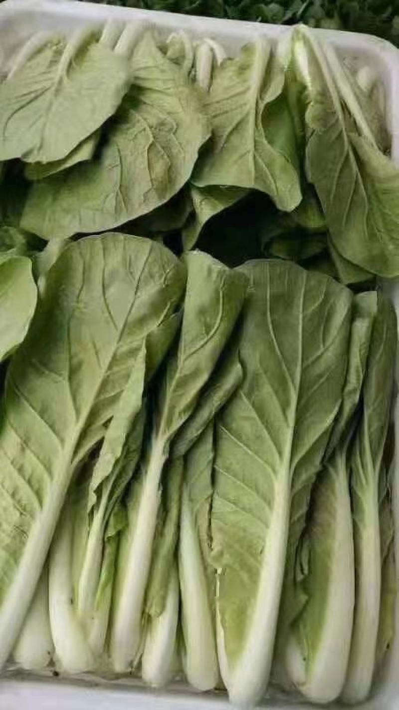 【精品】快菜小白菜根细均匀干净蔬菜青菜产地批发欢迎采购
