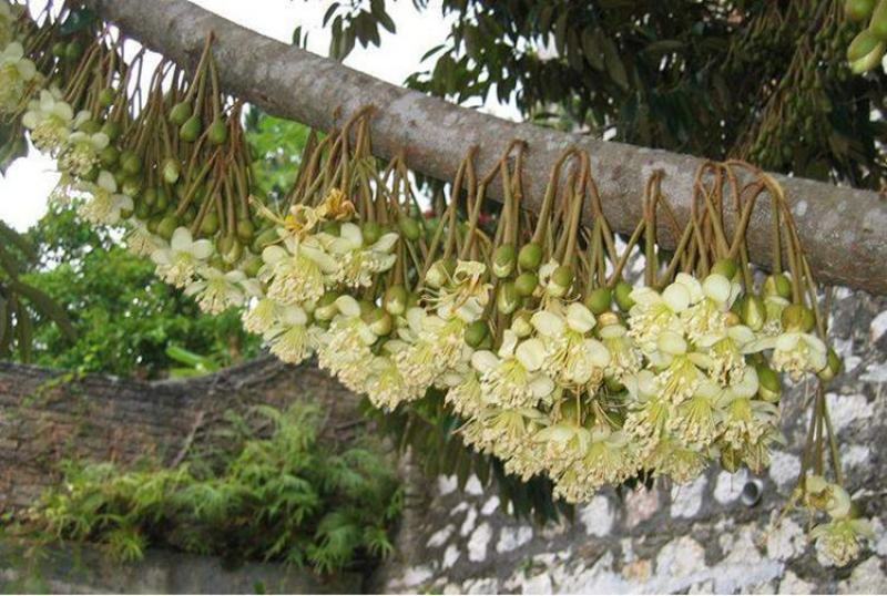 美味可口养生南北种植泰国猫山王黑刺抗寒抗热榴莲果苗