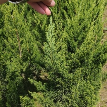 精品龙柏40/50高有要的联系我大量供应，好不好自己看