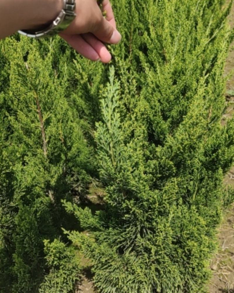 精品龙柏40/50高有要的联系我大量供应，好不好自己看