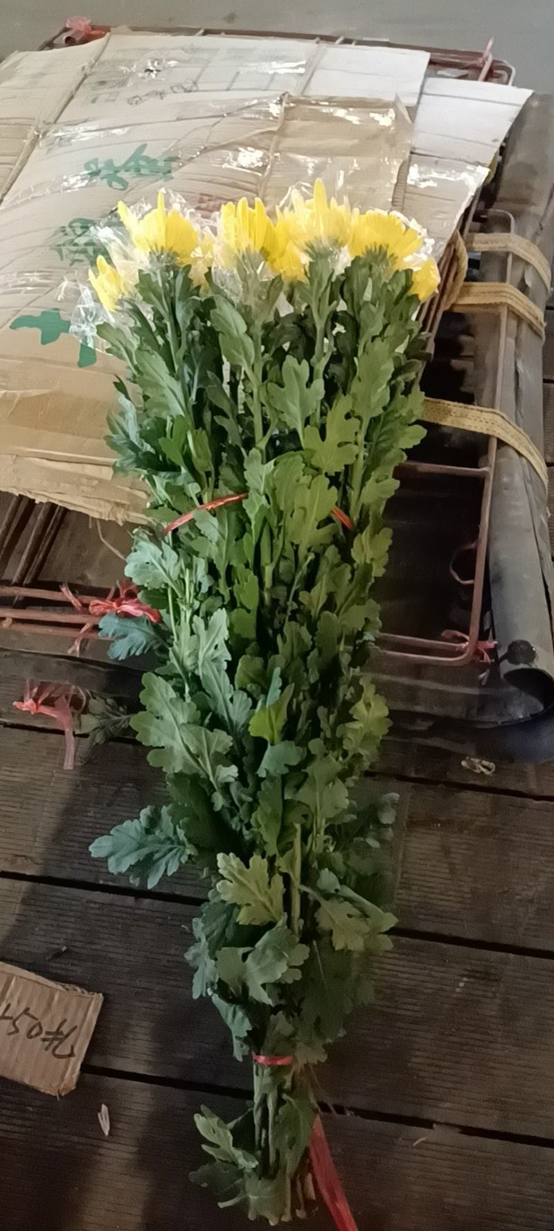 广东基地优选黄菊直供