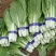 【精品】快菜小白菜根细均匀干净蔬菜青菜产地批发欢迎采购