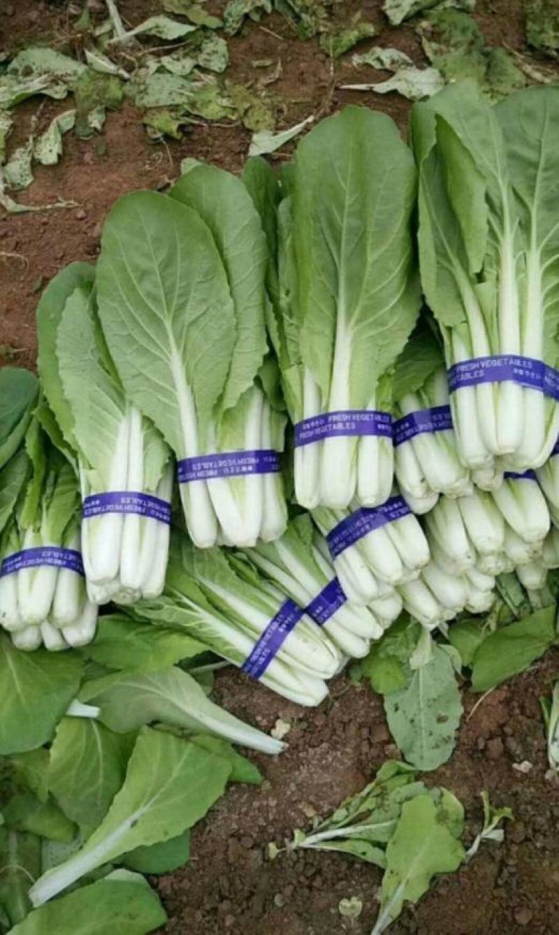 【精品】快菜小白菜根细均匀干净蔬菜青菜产地批发欢迎采购