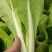 【精品】快菜小白菜根细均匀干净蔬菜青菜产地批发欢迎采购