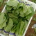 【精品】快菜小白菜根细均匀干净蔬菜青菜产地批发欢迎采购