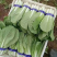 【精品】快菜小白菜根细均匀干净蔬菜青菜产地批发欢迎采购