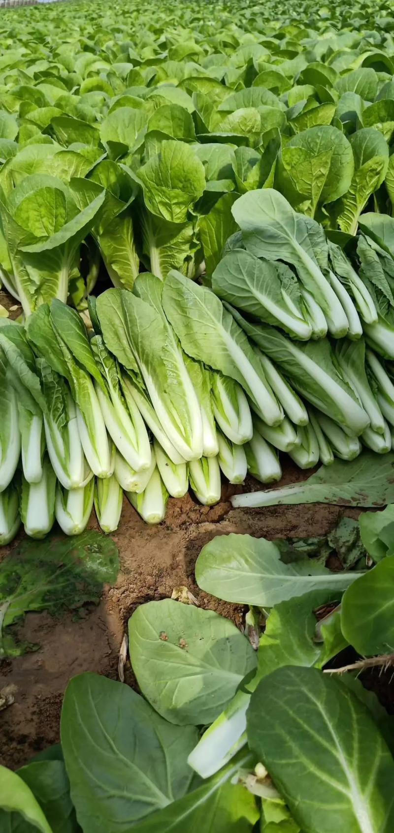 【精品】快菜小白菜根细均匀干净蔬菜青菜产地批发欢迎采购