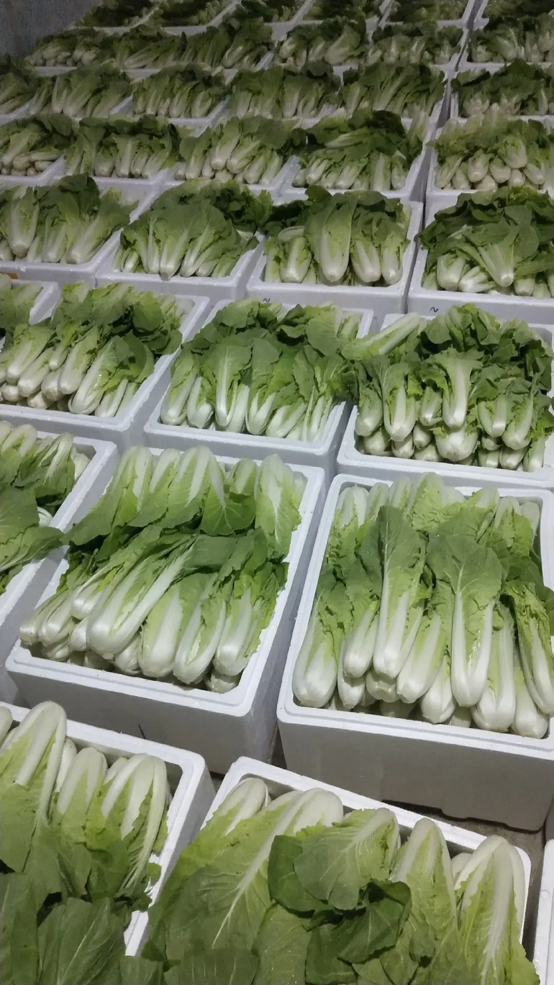 【精品】快菜小白菜根细均匀干净蔬菜青菜产地批发欢迎采购