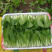 【精品】快菜小白菜根细均匀干净蔬菜青菜产地批发欢迎采购