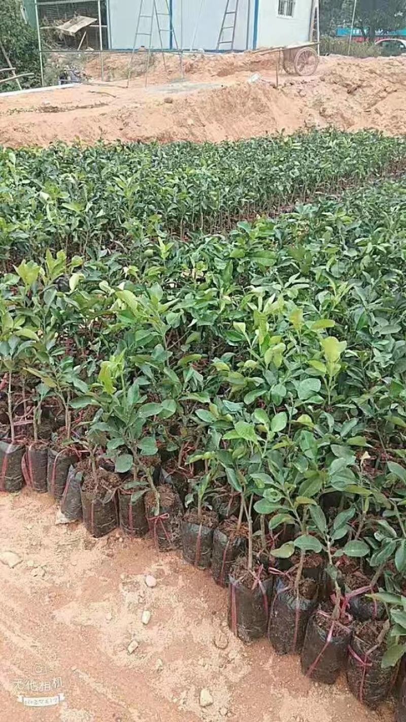 正中泰国红宝石柚子苗青柚苗有需要的请联系