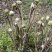 东北山菜牛毛广学名[红薇菜]天然绿色营养丰富