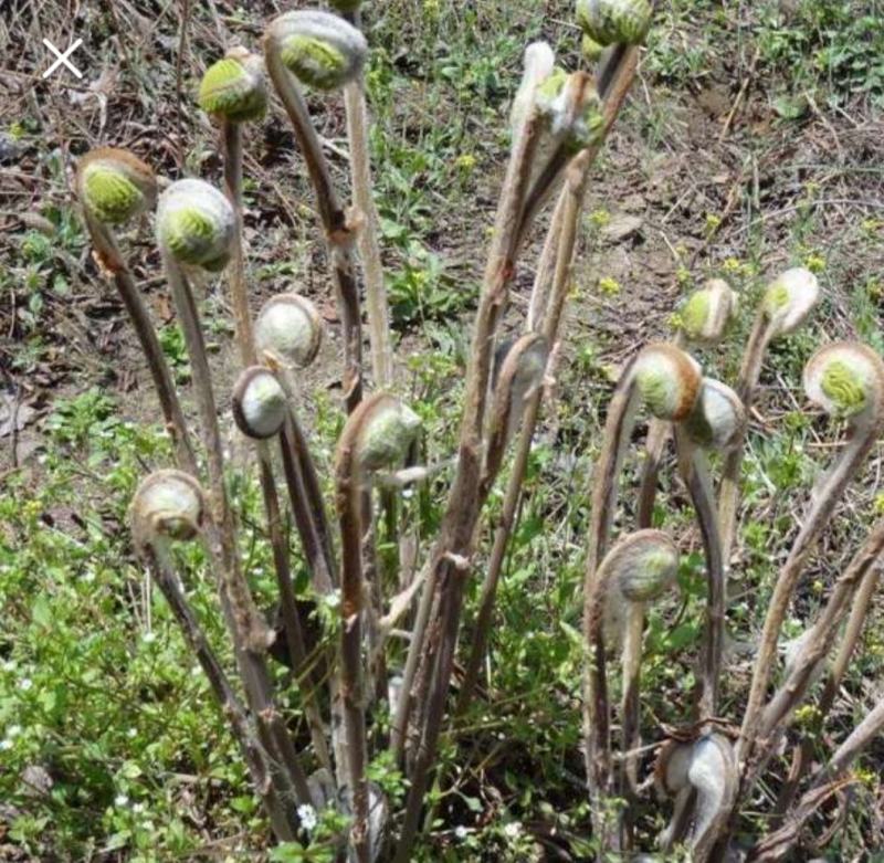 东北山菜牛毛广学名[红薇菜]天然绿色营养丰富