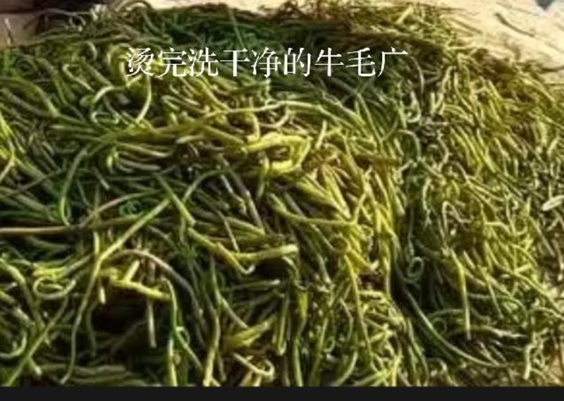 东北山菜牛毛广学名[红薇菜]天然绿色营养丰富