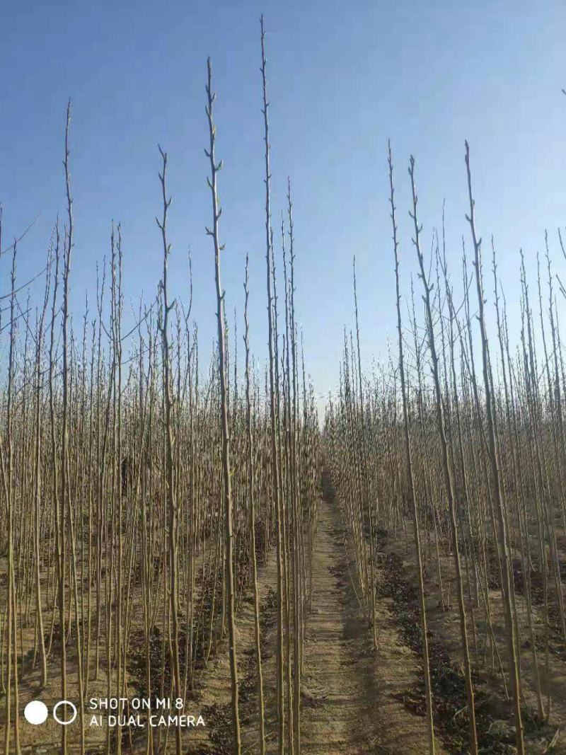 杜仲苗，1至2公分，两年根一年杆