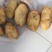 内蒙古土豆v7
