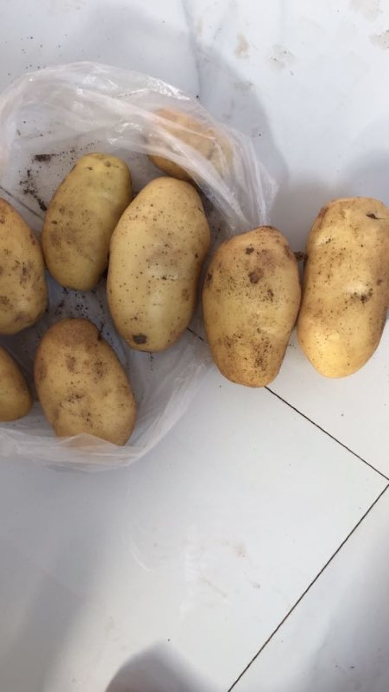 内蒙古土豆v7