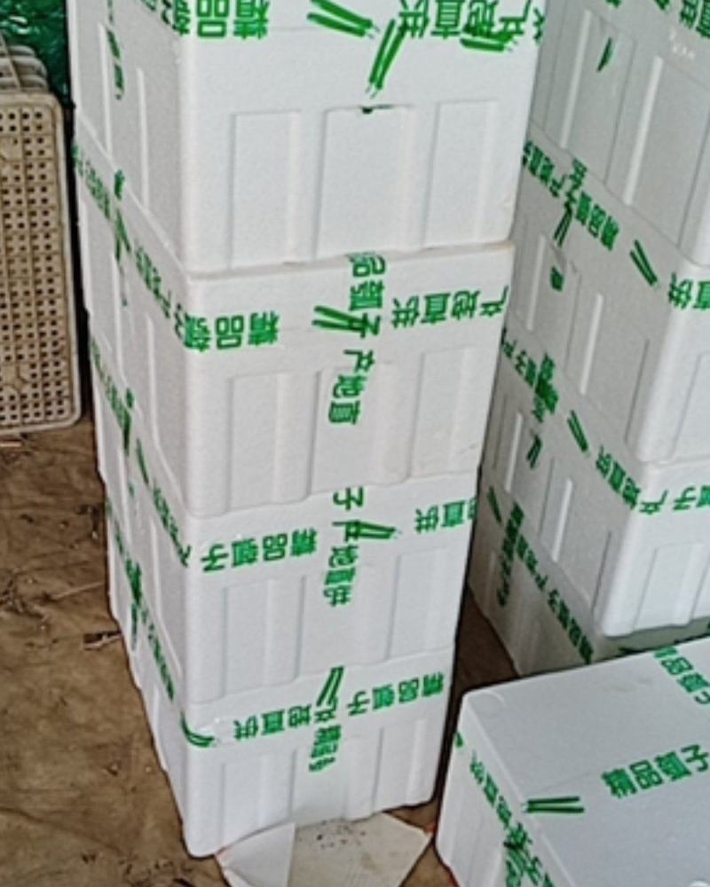 冷棚工棚瓠子30-40厘米