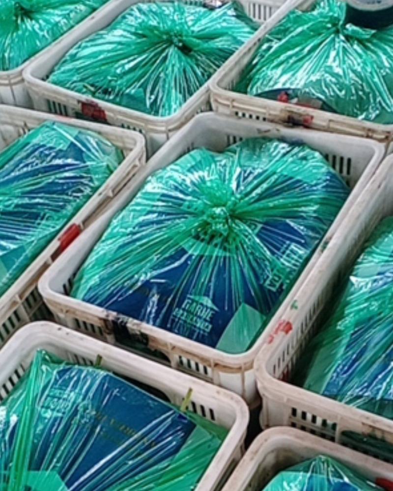 冷棚工棚瓠子30-40厘米