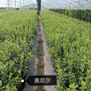 奥尼尔蓝莓苗/奥尼尔蓝莓苗价格/奥尼尔蓝莓苗品种介绍