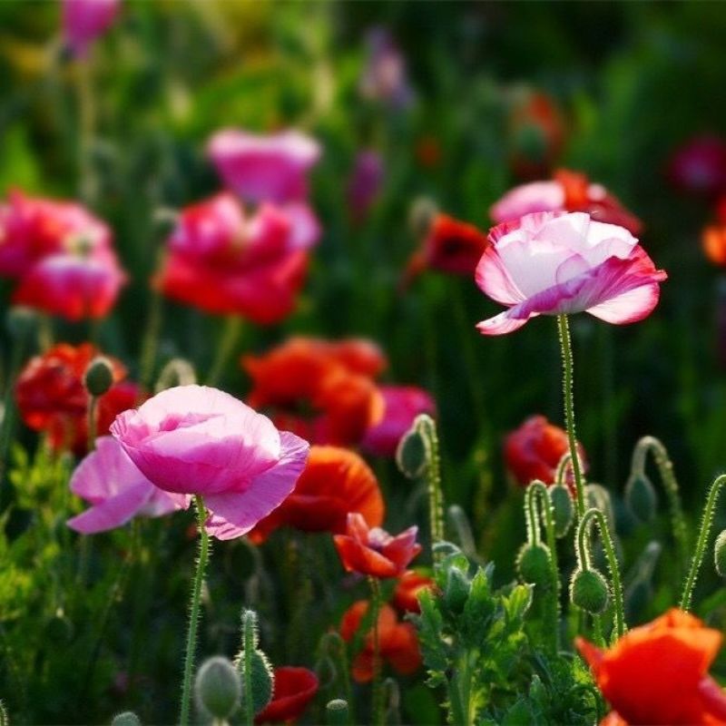 冰岛虞美人花种花种子花卉盆栽花籽四季开花花种籽子花子室外