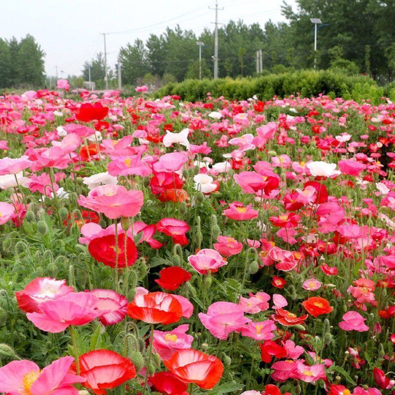 冰岛虞美人花种花种子花卉盆栽花籽四季开花花种籽子花子室外